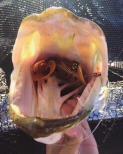 Headbanger Tail -Geschäft Für Angelbedarf Headbangertailr 3