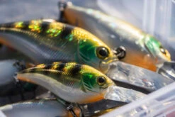 Shimano Yasei Cover Crank F -Geschäft Für Angelbedarf LUYASCCFSR07RBTr 4